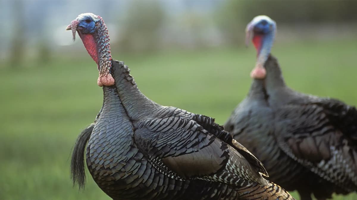 Turkeys walking through Colorado woods