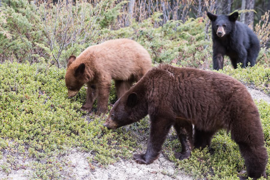 Colorado Bear Hunting