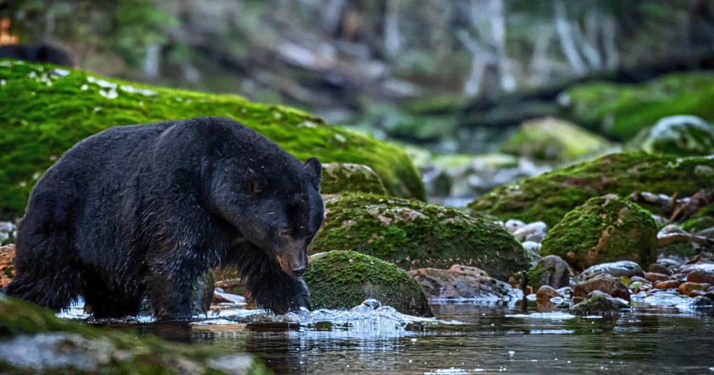 Black Bear