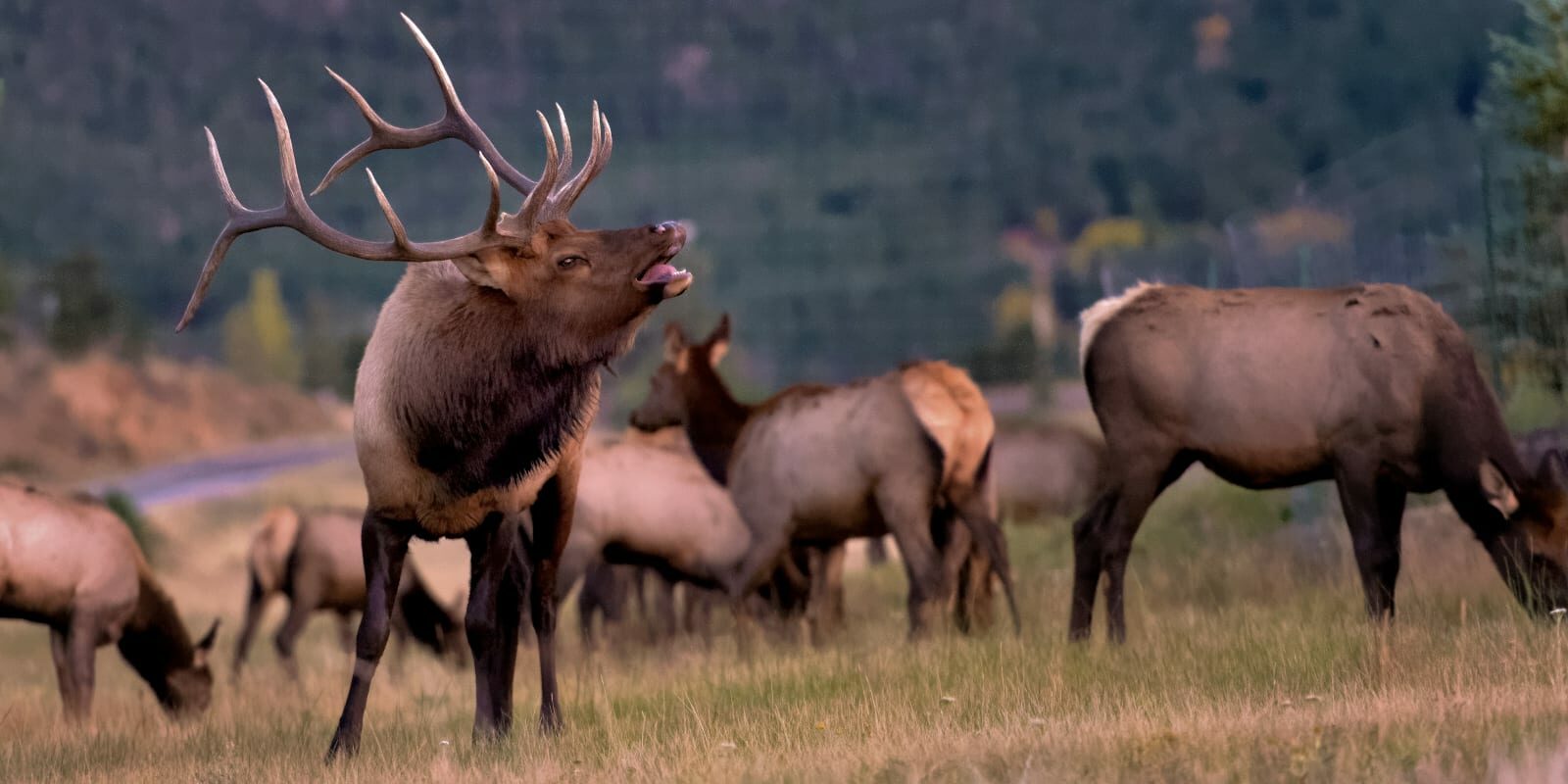 Guides & Articles Bull elk