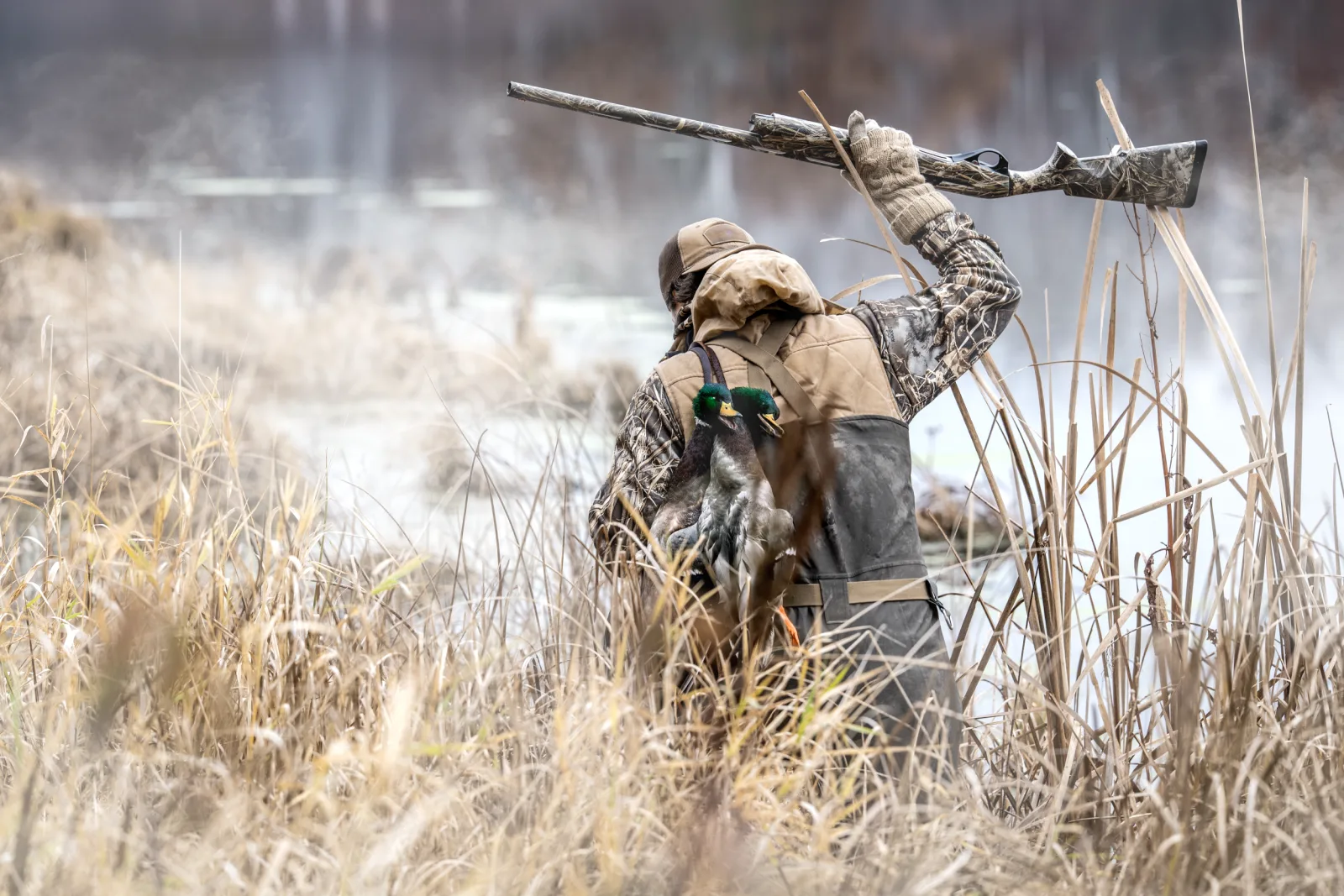 Hunter carrying a camo Benelli M2 Field and a strap of mallards through frosted cattails