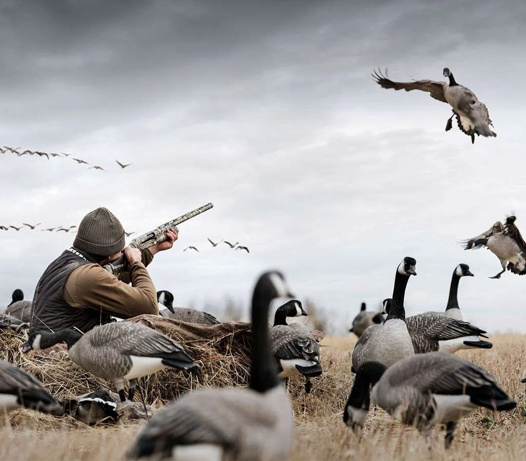 Hunter shooting a Benelli Super Black Eagle 3 over a Canada goose spread