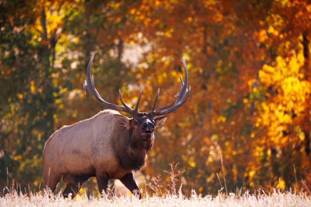 A bull elk bugling in golden Colorado aspens during the September rut