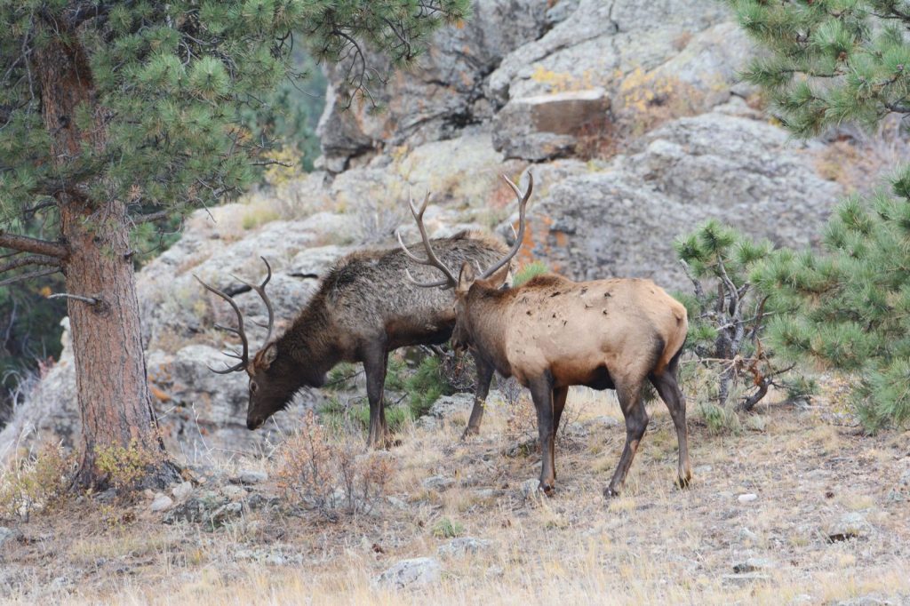 Two elk feeding among ponderosa pine and granite in Colorado